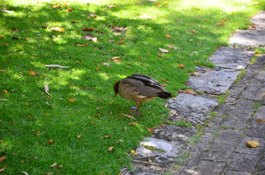 Вся Австралия с островами Фрейзер и Тасмания: 26 тыс км на авто (много фото)
