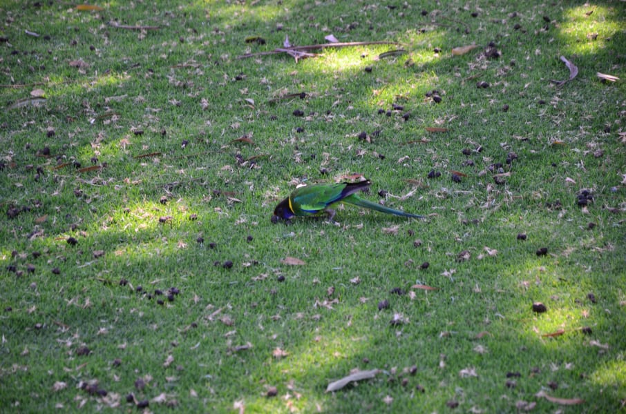 Вся Австралия с островами Фрейзер и Тасмания: 26 тыс км на авто (много фото)