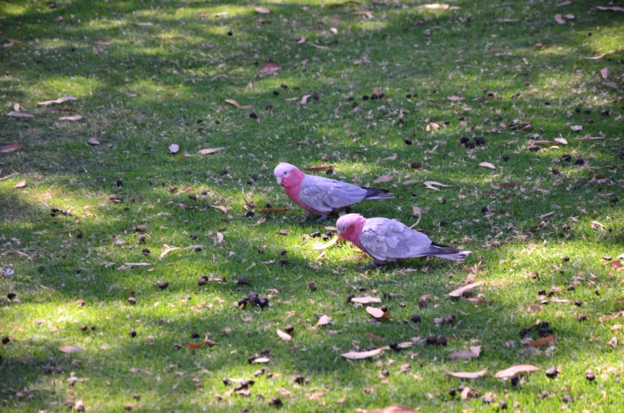 Вся Австралия с островами Фрейзер и Тасмания: 26 тыс км на авто (много фото)