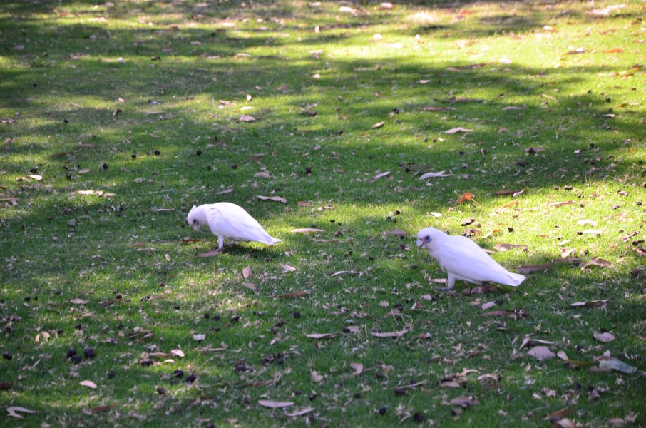 Вся Австралия с островами Фрейзер и Тасмания: 26 тыс км на авто (много фото)