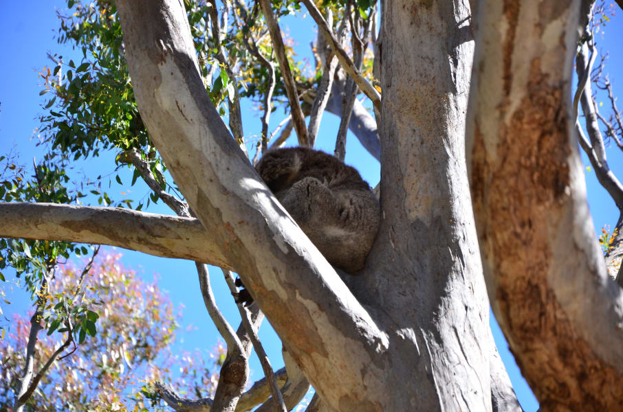 Вся Австралия с островами Фрейзер и Тасмания: 26 тыс км на авто (много фото)
