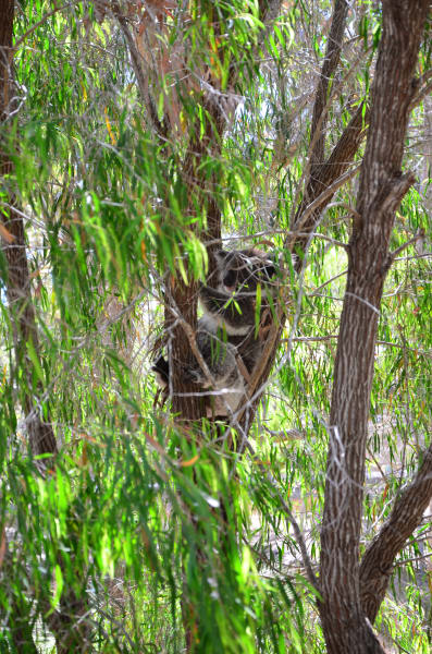 Вся Австралия с островами Фрейзер и Тасмания: 26 тыс км на авто (много фото)