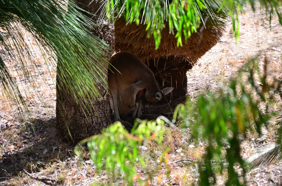 Вся Австралия с островами Фрейзер и Тасмания: 26 тыс км на авто (много фото)