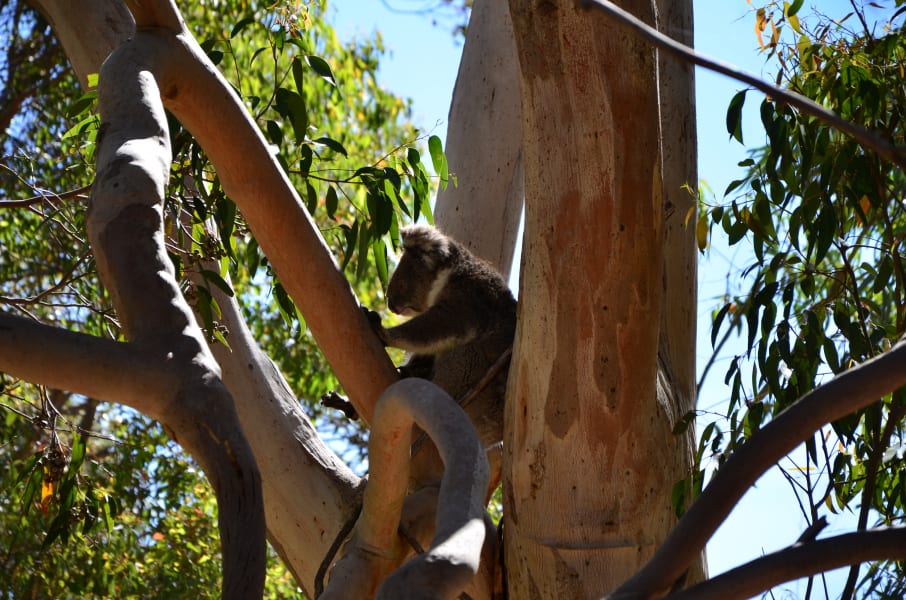 Вся Австралия с островами Фрейзер и Тасмания: 26 тыс км на авто (много фото)