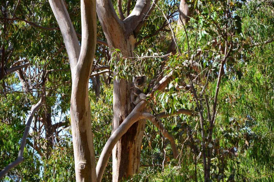 Вся Австралия с островами Фрейзер и Тасмания: 26 тыс км на авто (много фото)