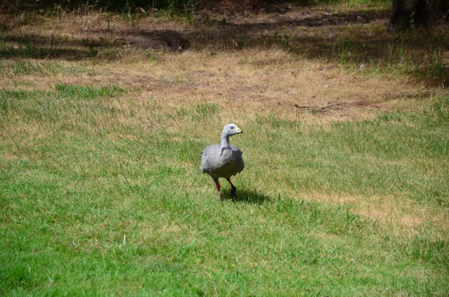 Вся Австралия с островами Фрейзер и Тасмания: 26 тыс км на авто (много фото)