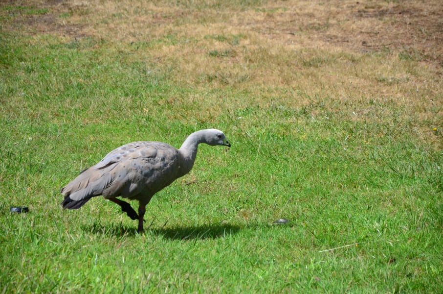 Вся Австралия с островами Фрейзер и Тасмания: 26 тыс км на авто (много фото)
