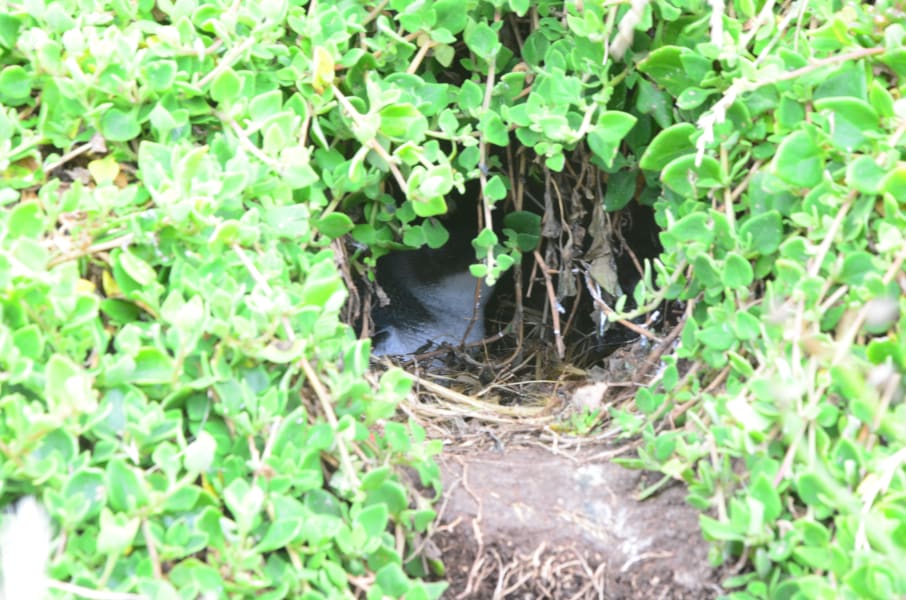 Вся Австралия с островами Фрейзер и Тасмания: 26 тыс км на авто (много фото)