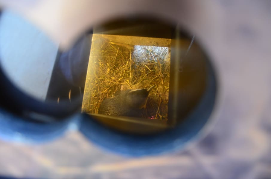 Вся Австралия с островами Фрейзер и Тасмания: 26 тыс км на авто (много фото)