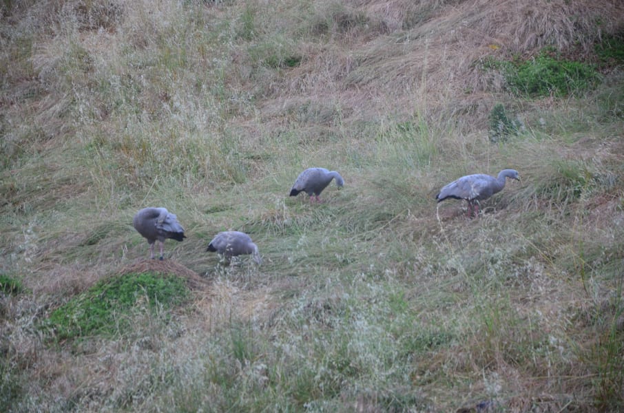 Вся Австралия с островами Фрейзер и Тасмания: 26 тыс км на авто (много фото)