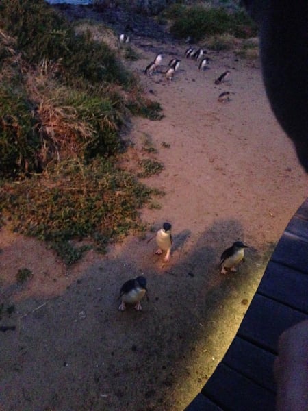 Вся Австралия с островами Фрейзер и Тасмания: 26 тыс км на авто (много фото)