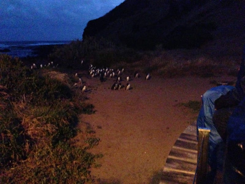 Вся Австралия с островами Фрейзер и Тасмания: 26 тыс км на авто (много фото)