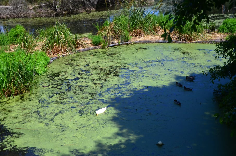 Вся Австралия с островами Фрейзер и Тасмания: 26 тыс км на авто (много фото)