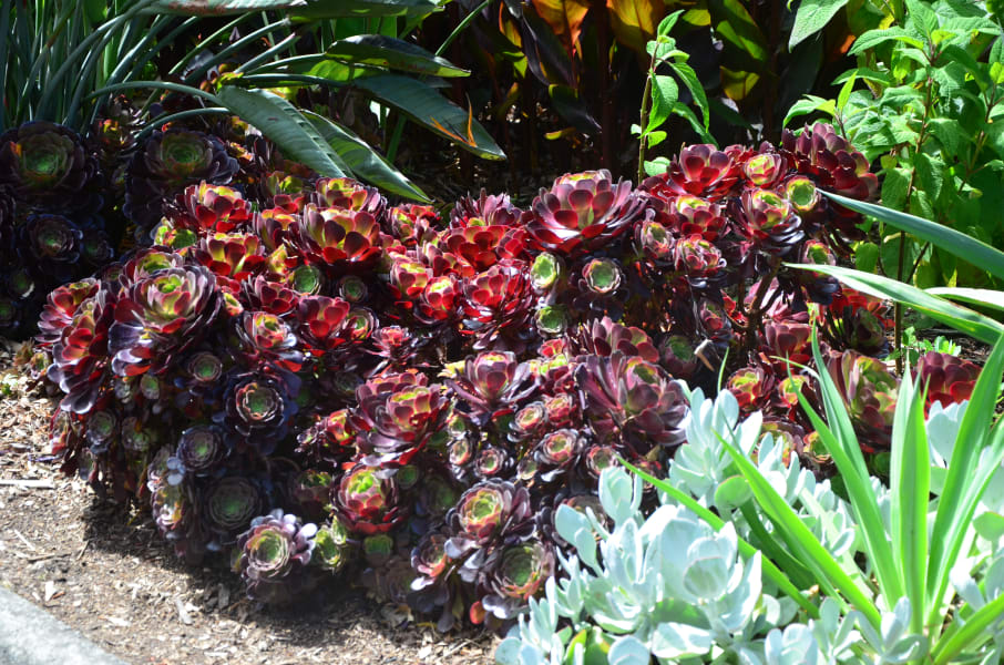 Вся Австралия с островами Фрейзер и Тасмания: 26 тыс км на авто (много фото)