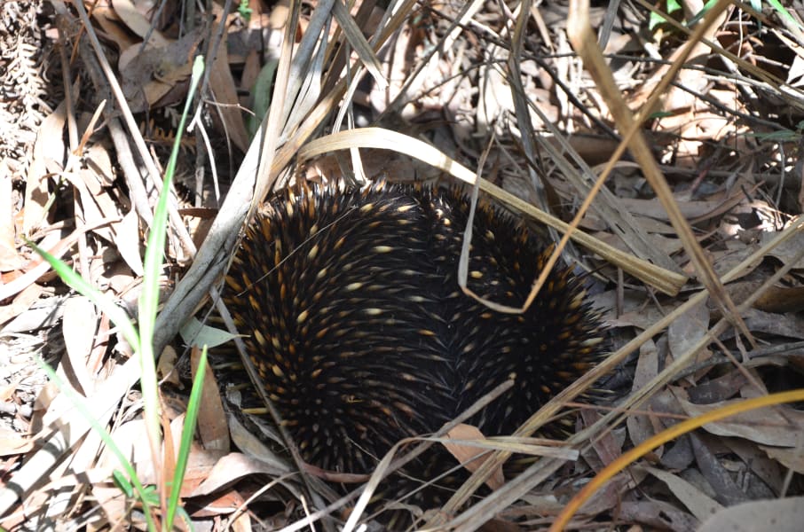 Вся Австралия с островами Фрейзер и Тасмания: 26 тыс км на авто (много фото)