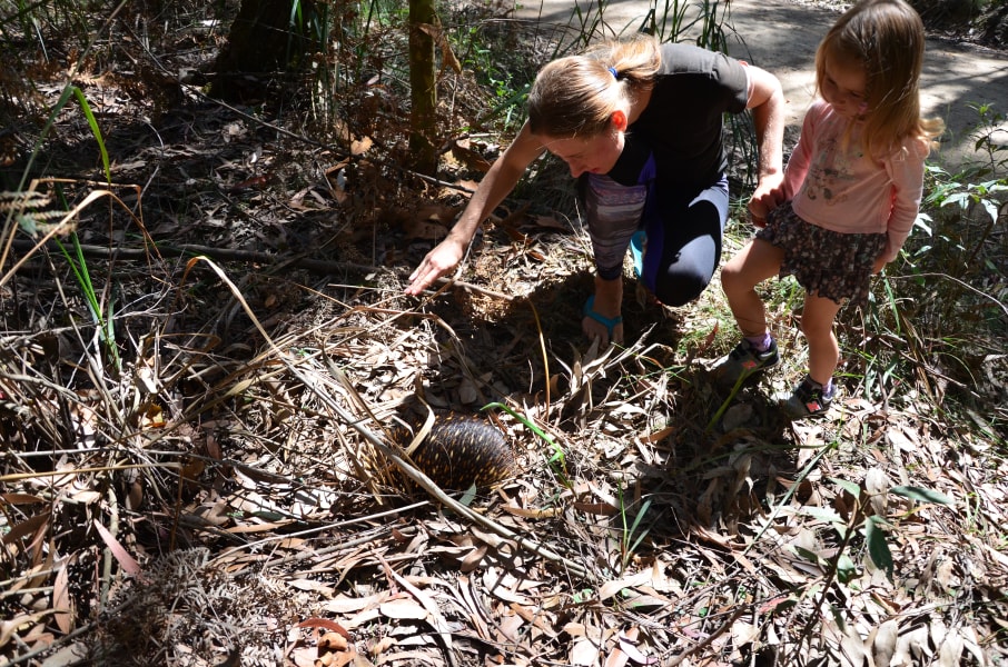 Вся Австралия с островами Фрейзер и Тасмания: 26 тыс км на авто (много фото)
