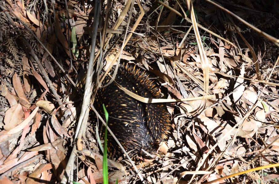 Вся Австралия с островами Фрейзер и Тасмания: 26 тыс км на авто (много фото)