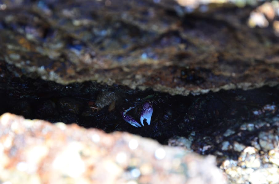 Вся Австралия с островами Фрейзер и Тасмания: 26 тыс км на авто (много фото)