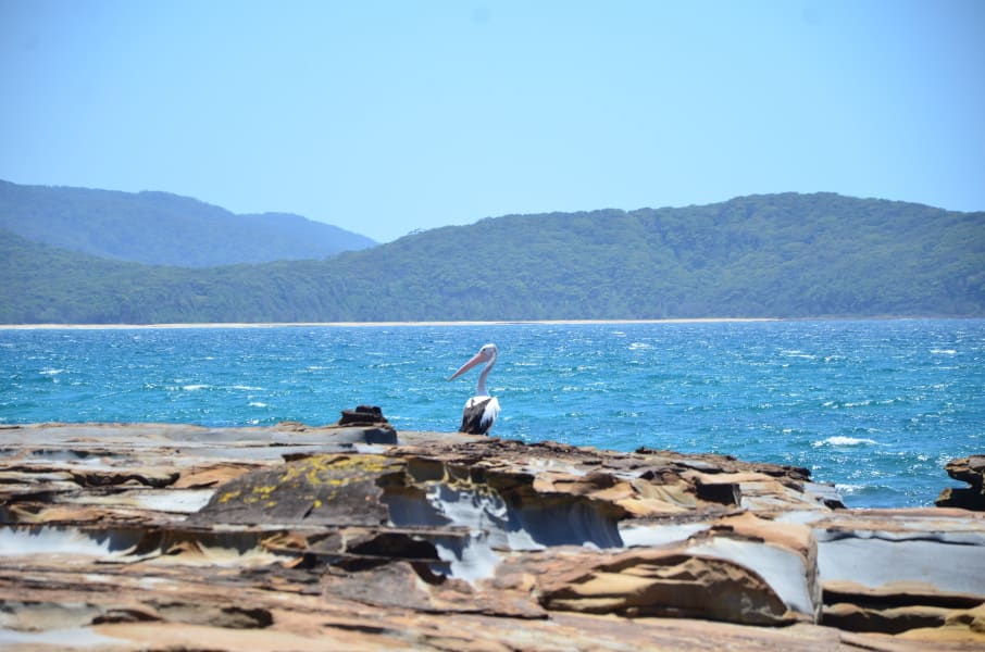 Вся Австралия с островами Фрейзер и Тасмания: 26 тыс км на авто (много фото)