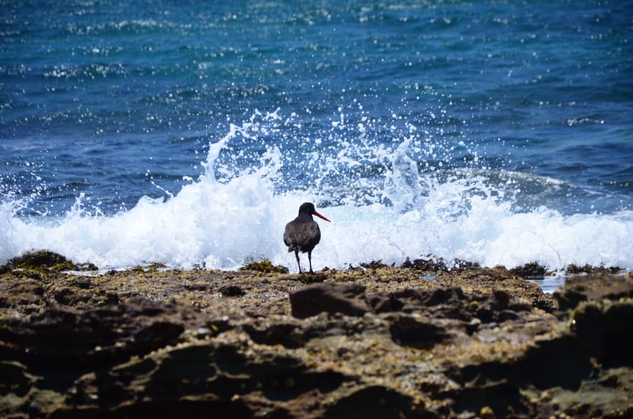 Вся Австралия с островами Фрейзер и Тасмания: 26 тыс км на авто (много фото)