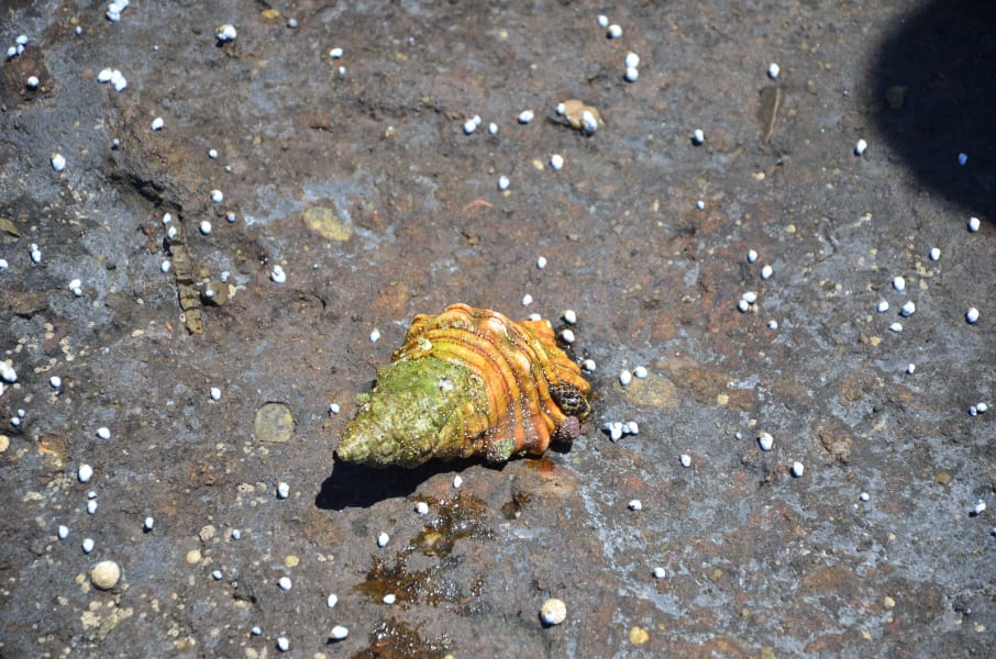 Вся Австралия с островами Фрейзер и Тасмания: 26 тыс км на авто (много фото)