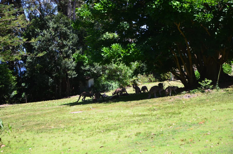 Вся Австралия с островами Фрейзер и Тасмания: 26 тыс км на авто (много фото)