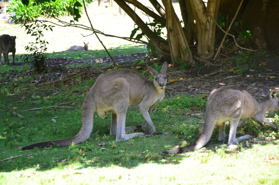 Вся Австралия с островами Фрейзер и Тасмания: 26 тыс км на авто (много фото)
