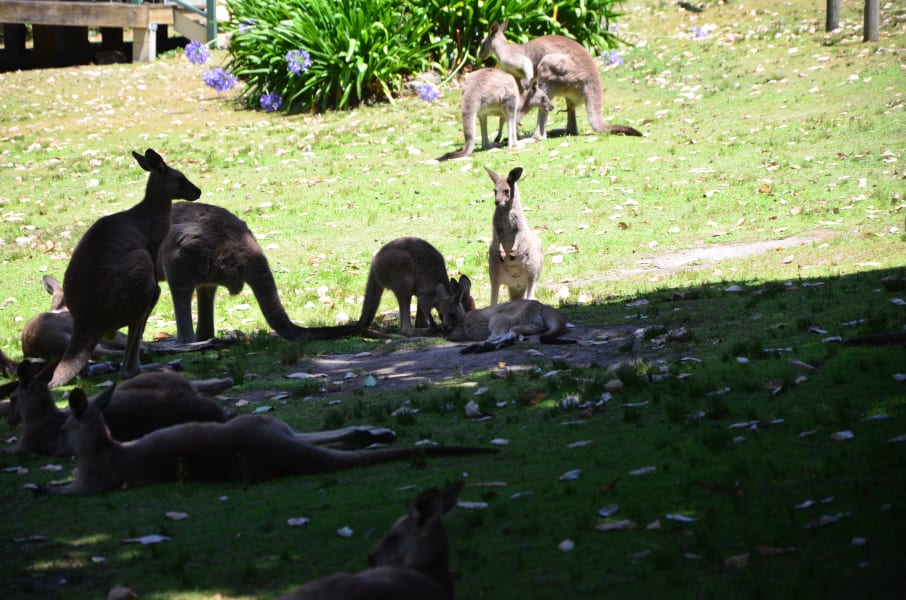 Вся Австралия с островами Фрейзер и Тасмания: 26 тыс км на авто (много фото)