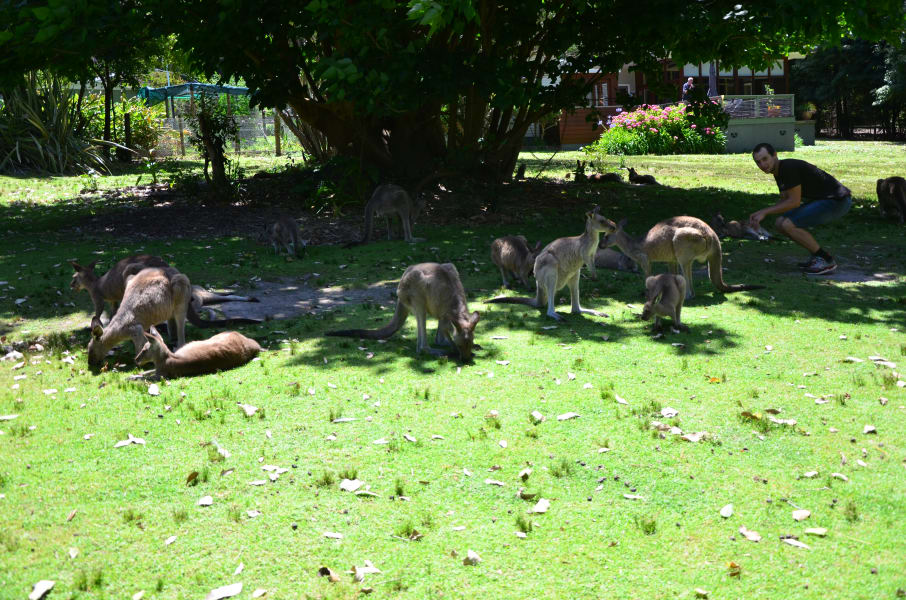 Вся Австралия с островами Фрейзер и Тасмания: 26 тыс км на авто (много фото)