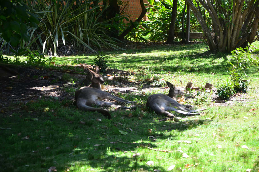 Вся Австралия с островами Фрейзер и Тасмания: 26 тыс км на авто (много фото)