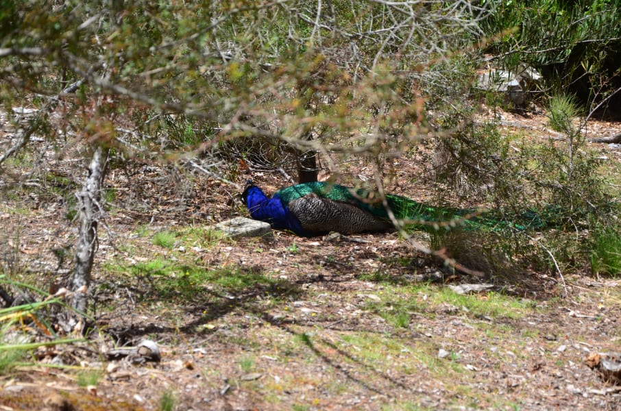 Вся Австралия с островами Фрейзер и Тасмания: 26 тыс км на авто (много фото)