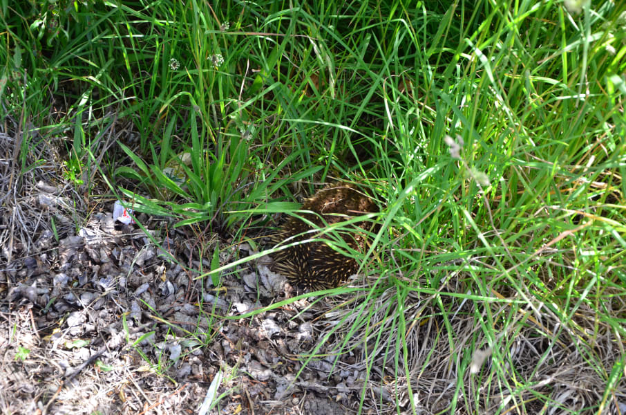 Вся Австралия с островами Фрейзер и Тасмания: 26 тыс км на авто (много фото)