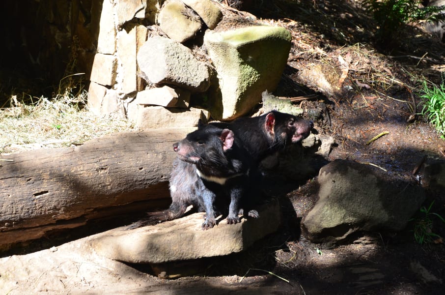 Вся Австралия с островами Фрейзер и Тасмания: 26 тыс км на авто (много фото)