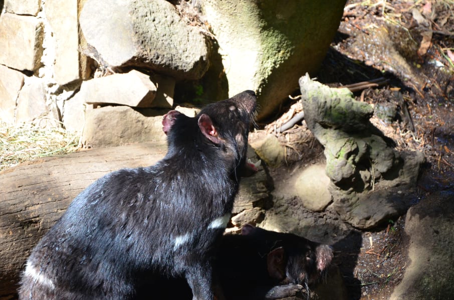 Вся Австралия с островами Фрейзер и Тасмания: 26 тыс км на авто (много фото)