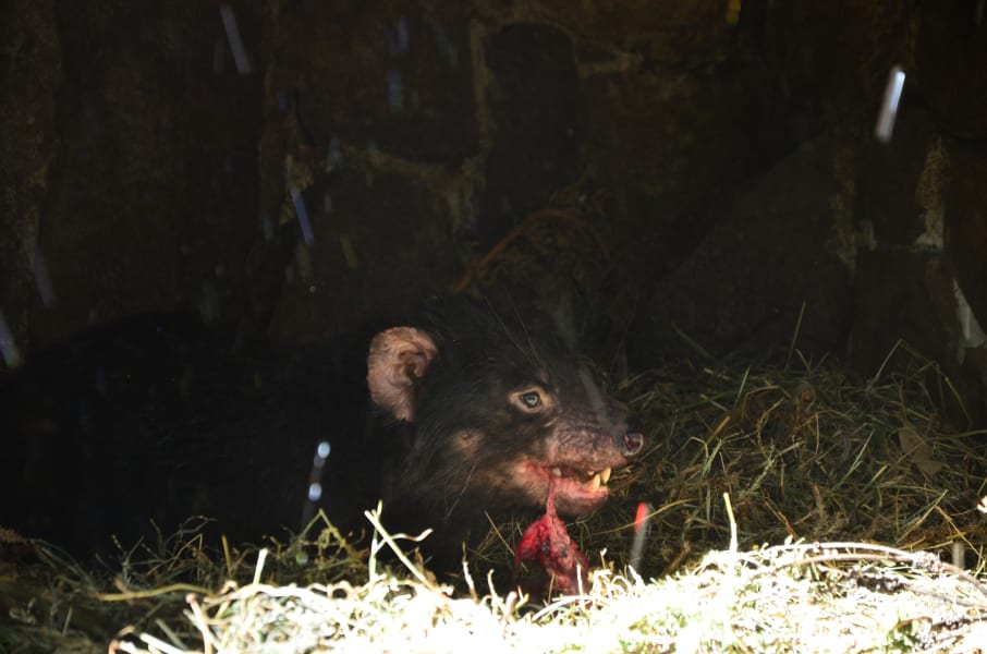 Вся Австралия с островами Фрейзер и Тасмания: 26 тыс км на авто (много фото)