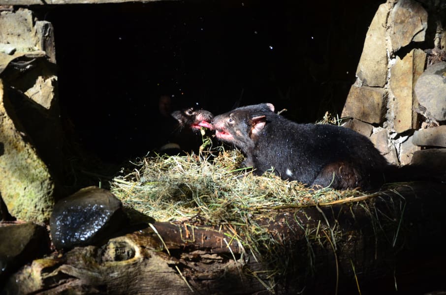 Вся Австралия с островами Фрейзер и Тасмания: 26 тыс км на авто (много фото)