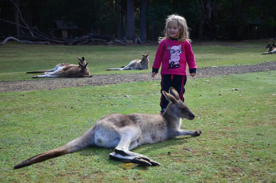 Вся Австралия с островами Фрейзер и Тасмания: 26 тыс км на авто (много фото)