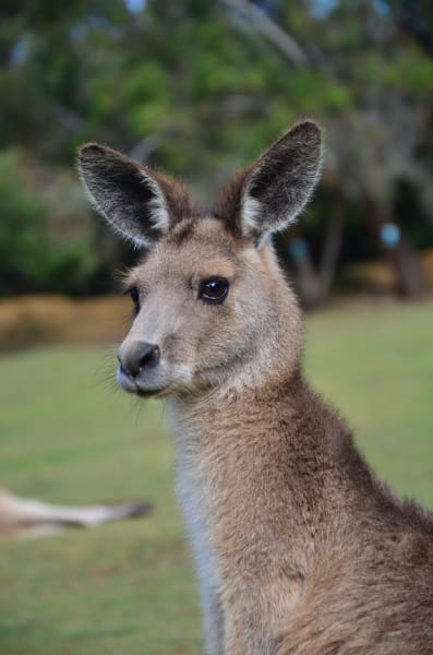 Вся Австралия с островами Фрейзер и Тасмания: 26 тыс км на авто (много фото)