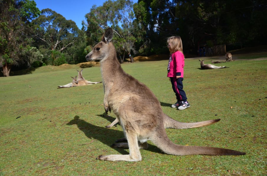 Вся Австралия с островами Фрейзер и Тасмания: 26 тыс км на авто (много фото)