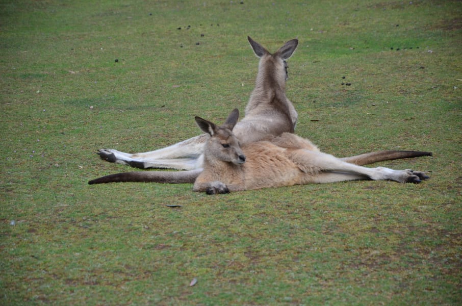 Вся Австралия с островами Фрейзер и Тасмания: 26 тыс км на авто (много фото)