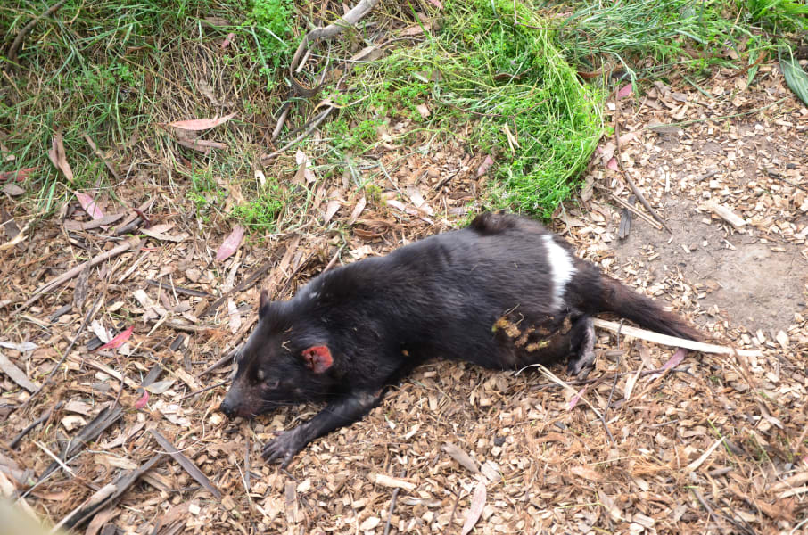 Вся Австралия с островами Фрейзер и Тасмания: 26 тыс км на авто (много фото)