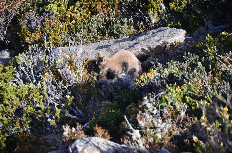 Вся Австралия с островами Фрейзер и Тасмания: 26 тыс км на авто (много фото)