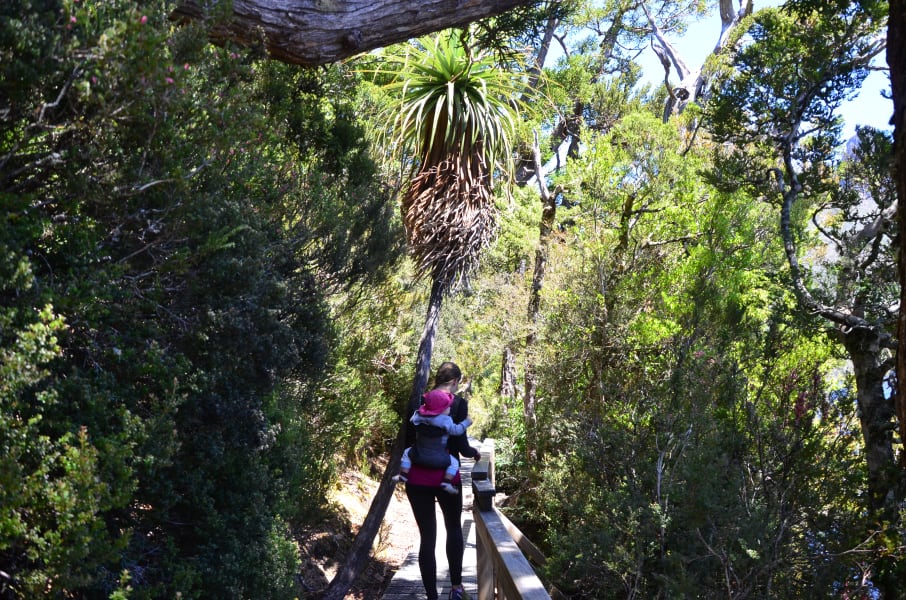 Вся Австралия с островами Фрейзер и Тасмания: 26 тыс км на авто (много фото)