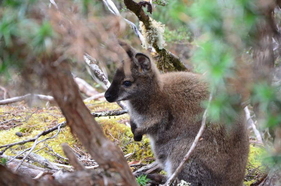 Вся Австралия с островами Фрейзер и Тасмания: 26 тыс км на авто (много фото)