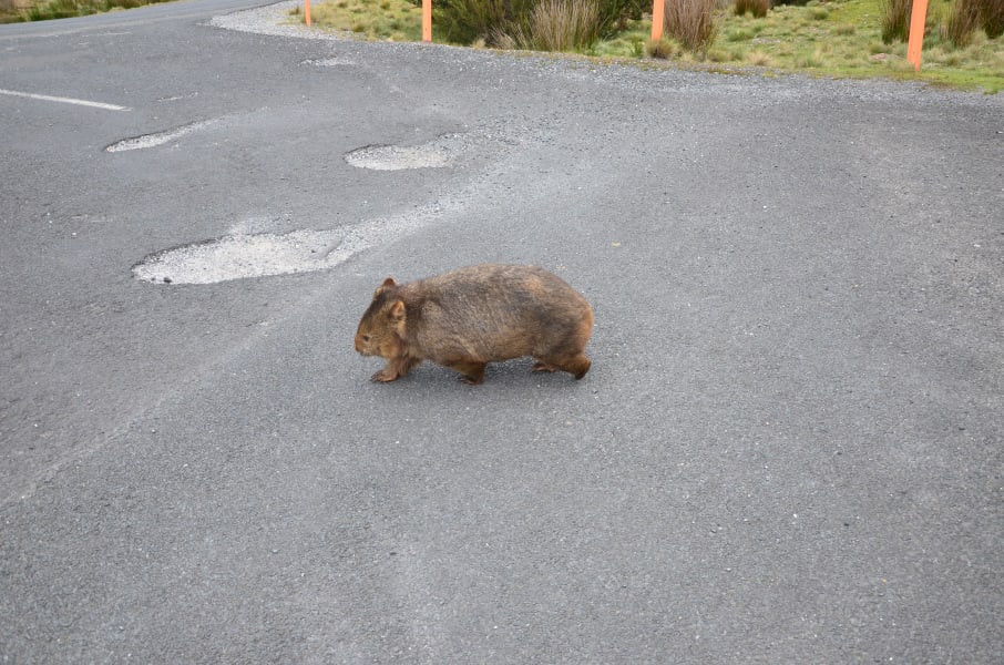 Вся Австралия с островами Фрейзер и Тасмания: 26 тыс км на авто (много фото)