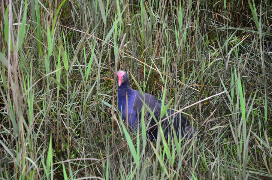 Вся Австралия с островами Фрейзер и Тасмания: 26 тыс км на авто (много фото)