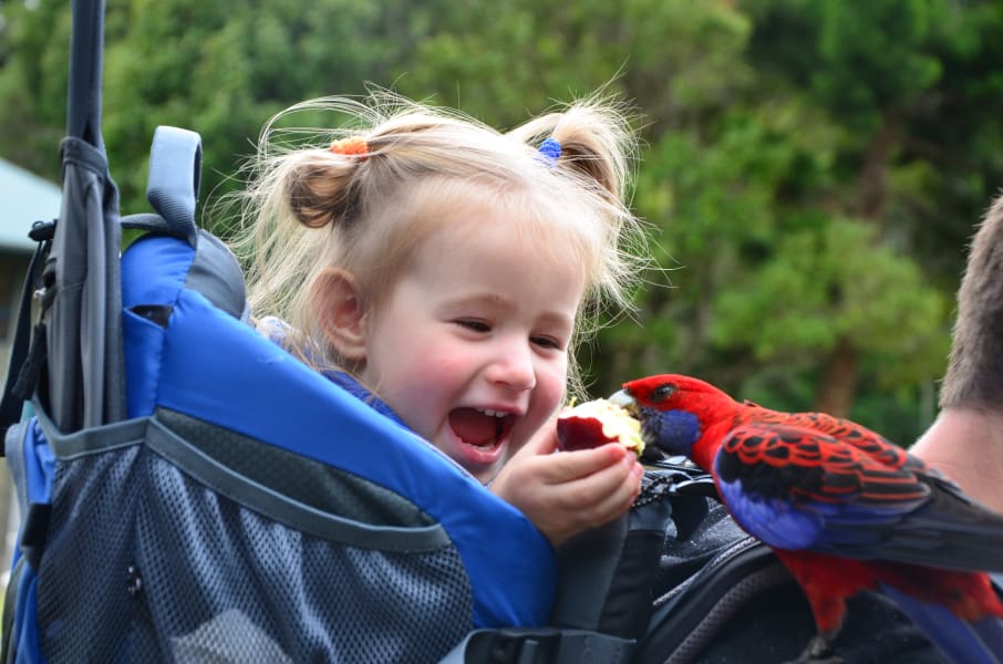 Вся Австралия с островами Фрейзер и Тасмания: 26 тыс км на авто (много фото)