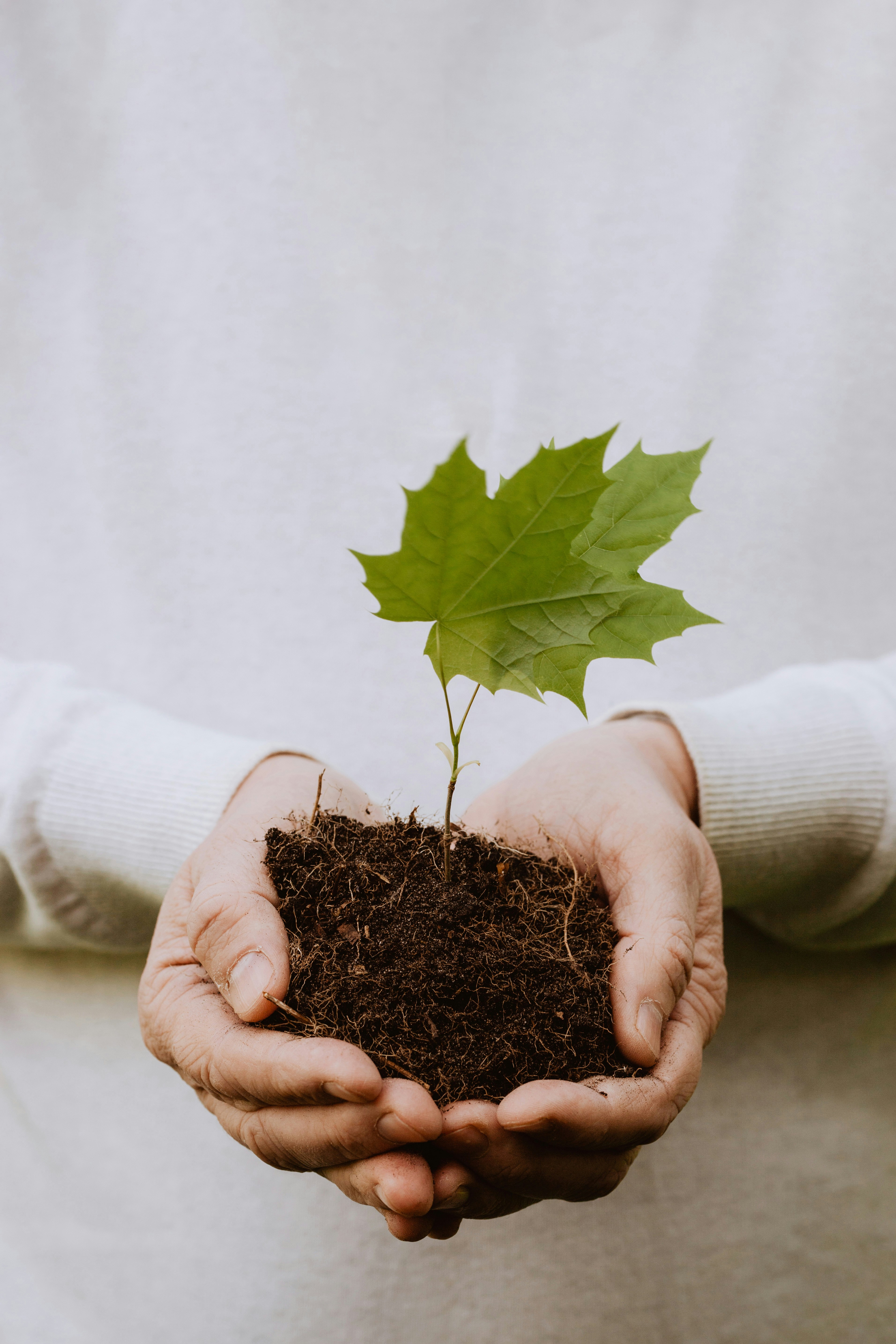 Plant care expert