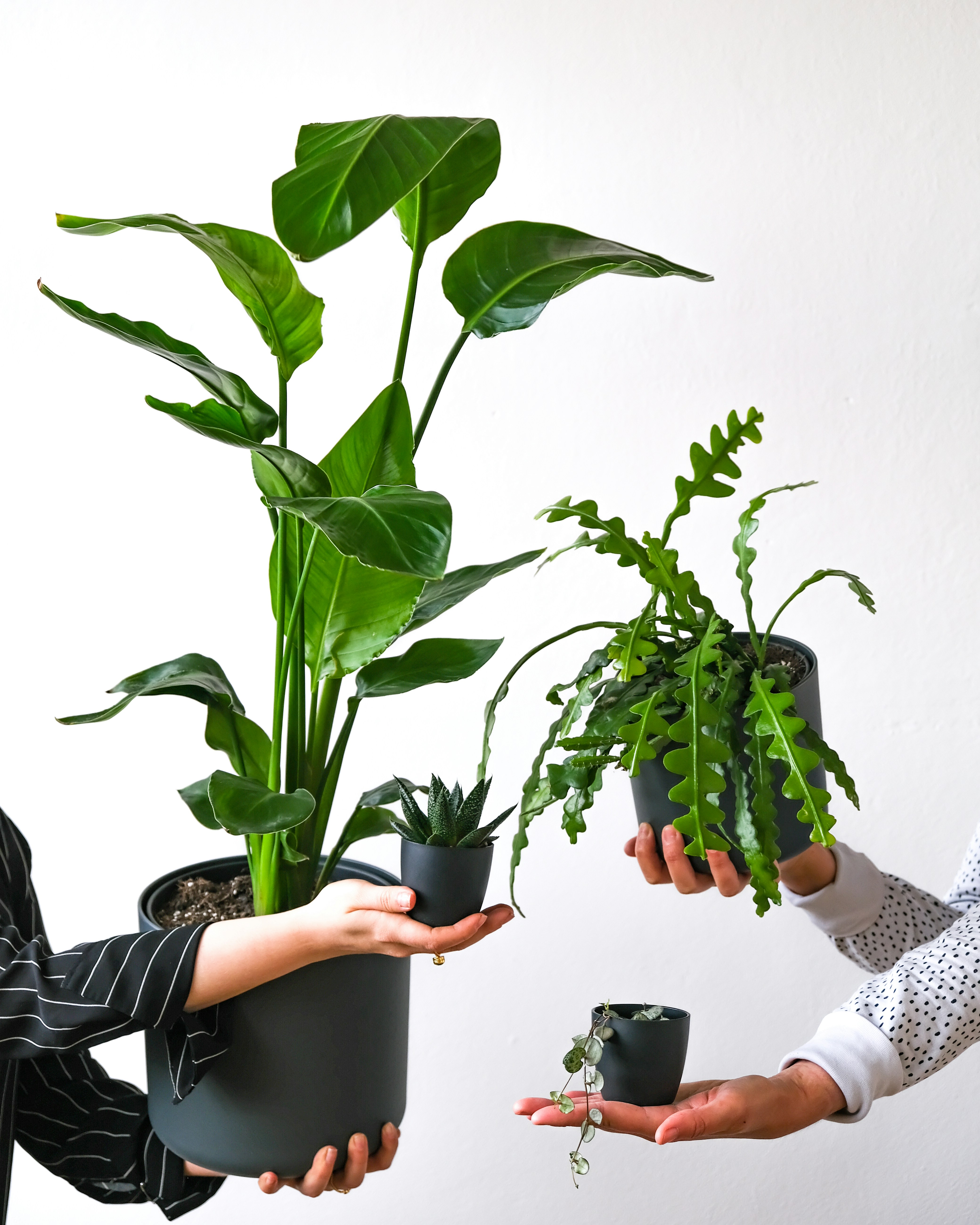 Beautiful plant collection