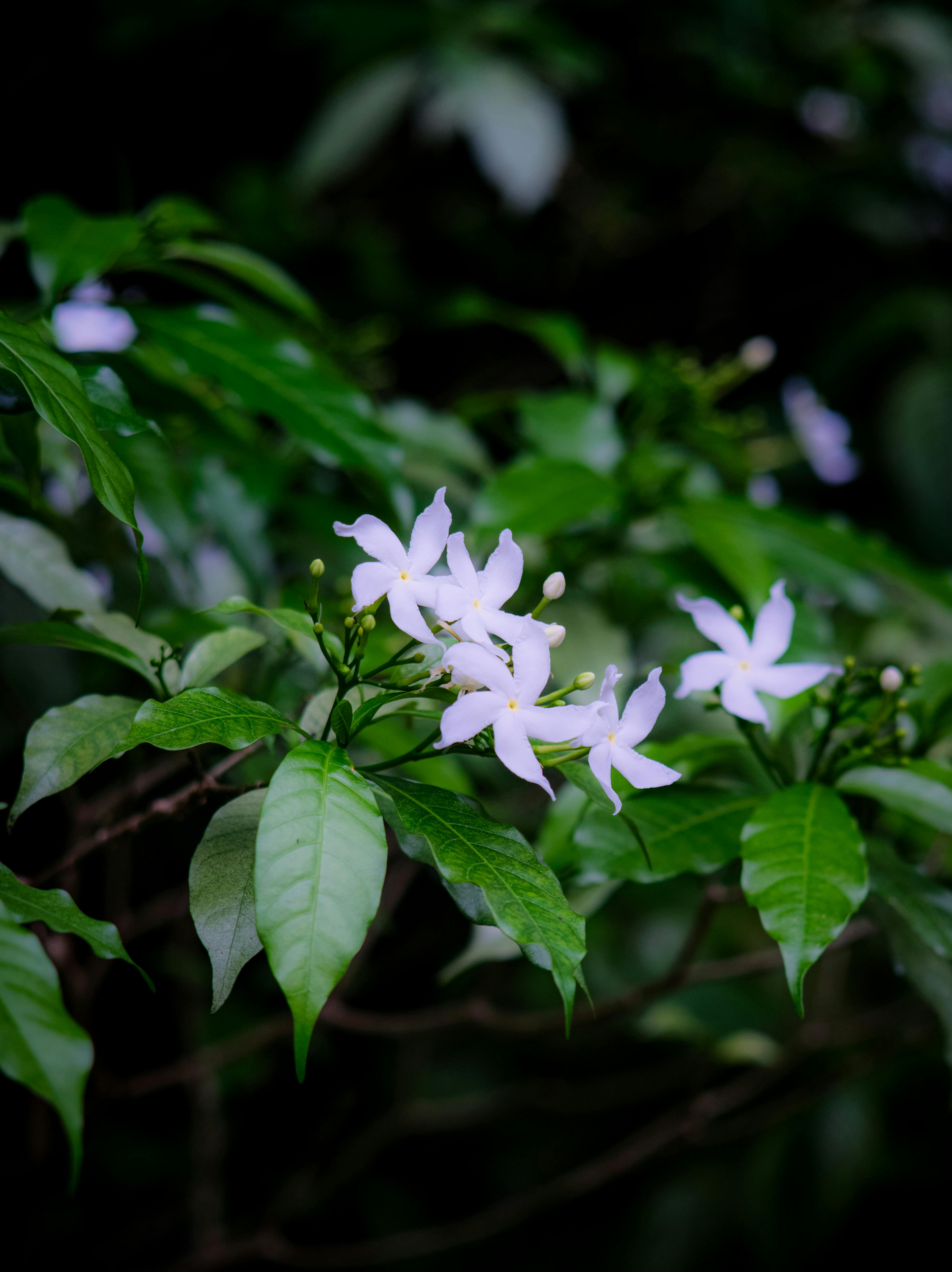 Jasmine